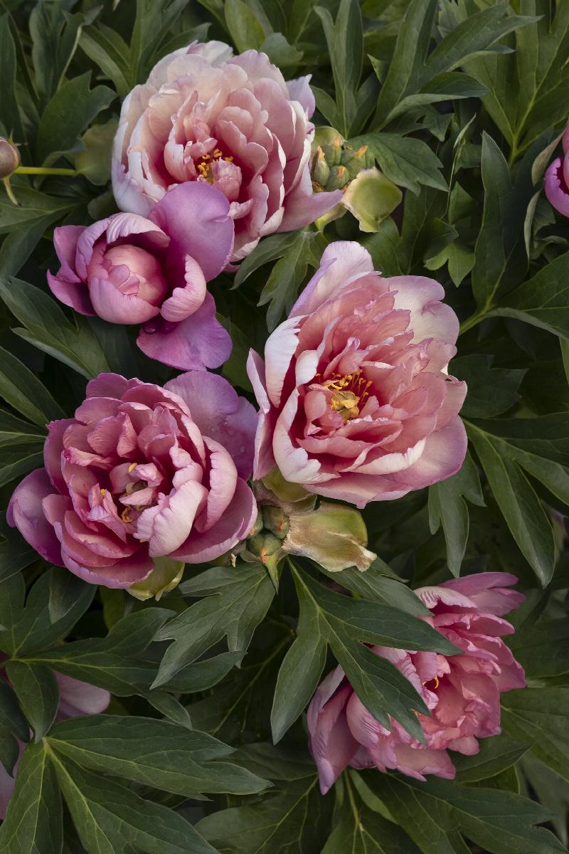 Keiko™ (Adored) Itoh Peony