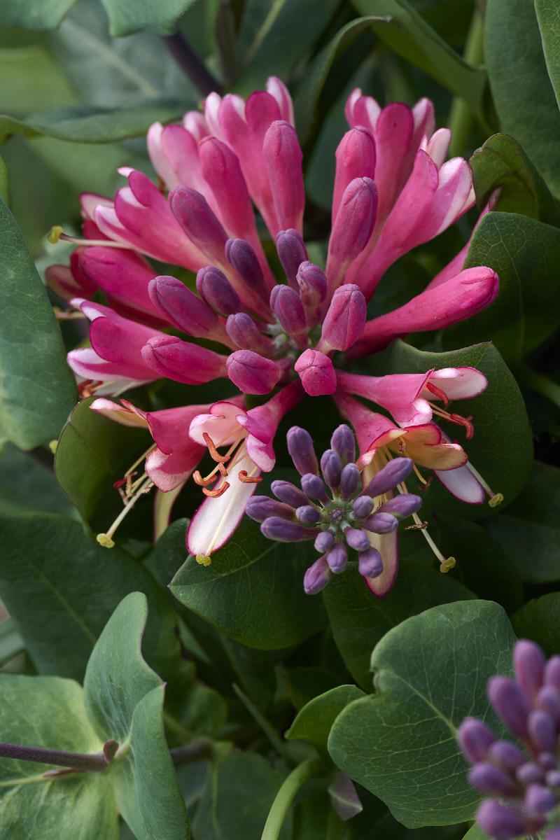Goldflame Honeysuckle