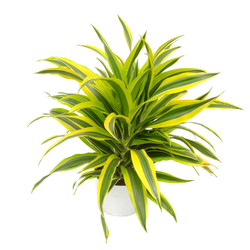 DRACENA GREENSTRIPE