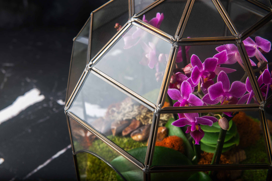 Solarium Glass Terrarium
