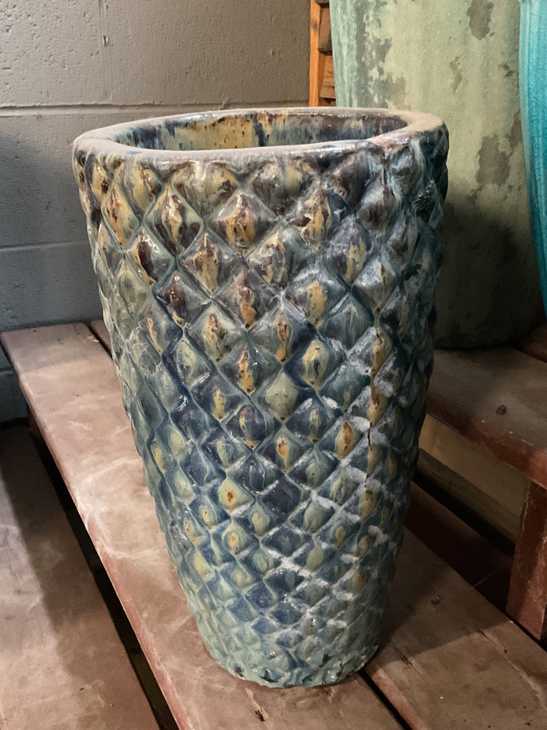 HONEYCOMB PLANT LRG