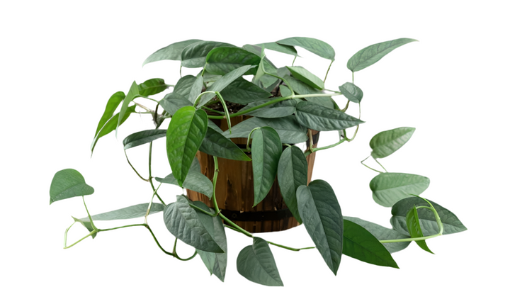 POTHOS BLUE 'cebu'