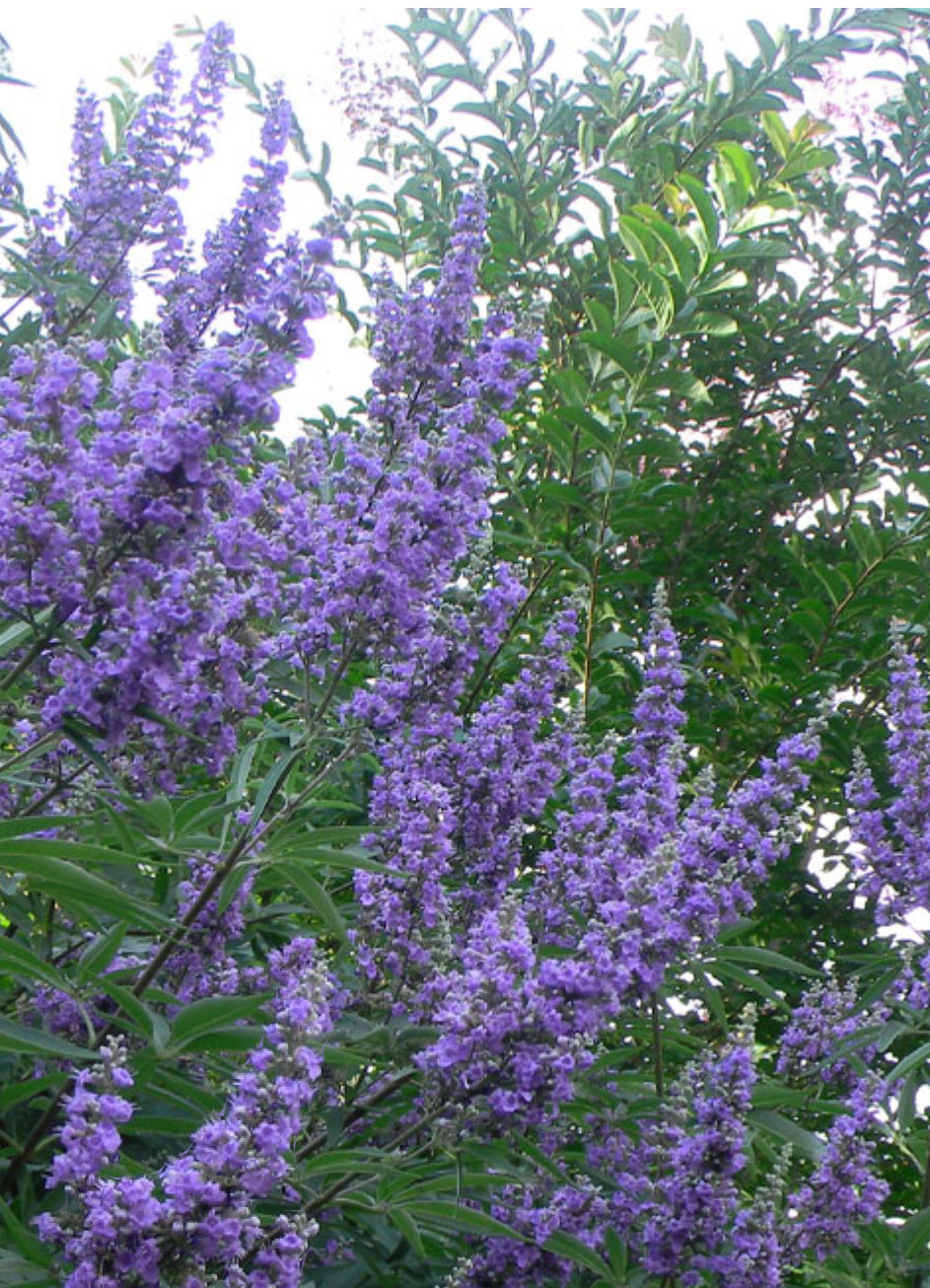 Vitex Shoal Creek