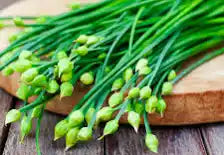 4" Chef Jeff Herbs Chives Garlic
