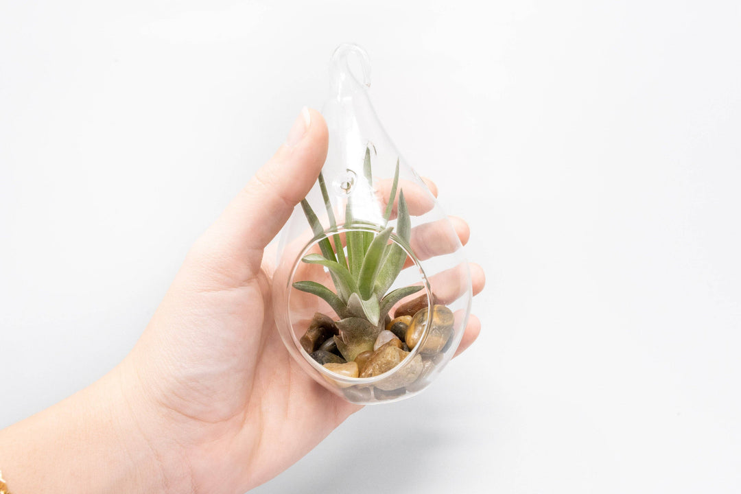 Airy Teardrop Terrarium with Stones and Air Plant