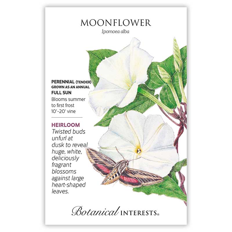 Moonflower Ipomoea Alba
