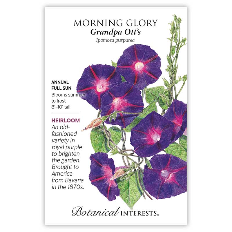 Morning Glory Grandpa Ott's Seeds