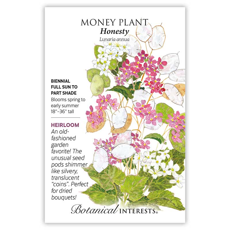 Money Plant Honesty