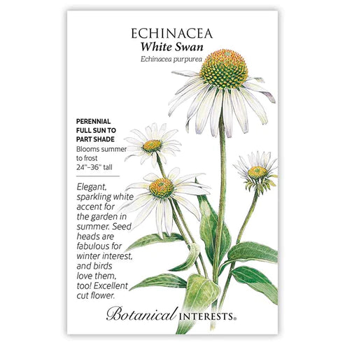 Echinacea White Swan