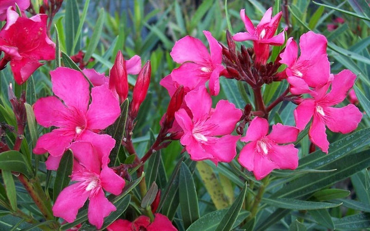 OLEANDER BUSH Calypso Pink