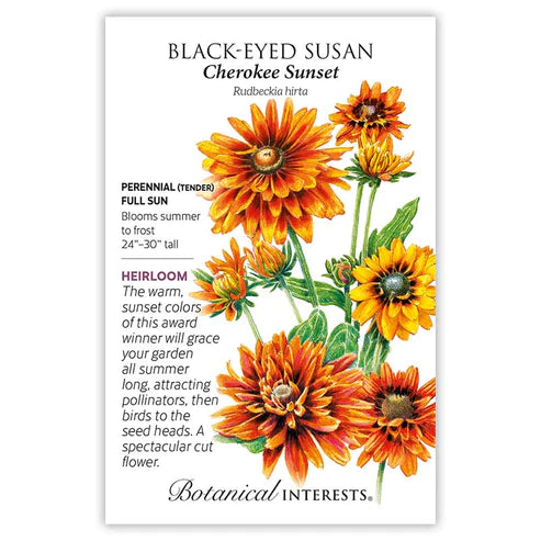 Black-Eyed Susan Cherokee Sunset