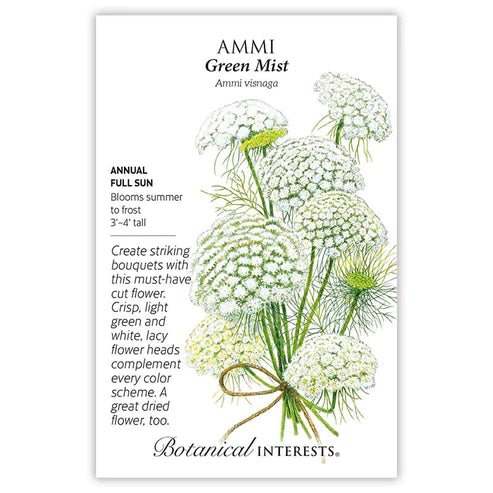 Ammi Green Mist