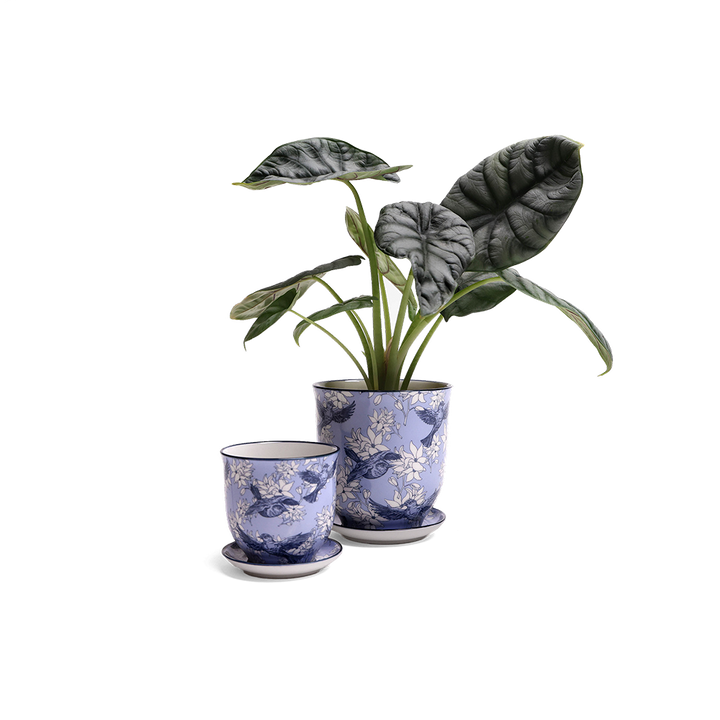 Liberte Plant Pot Decoration Orchid Pot For Potted Flowers