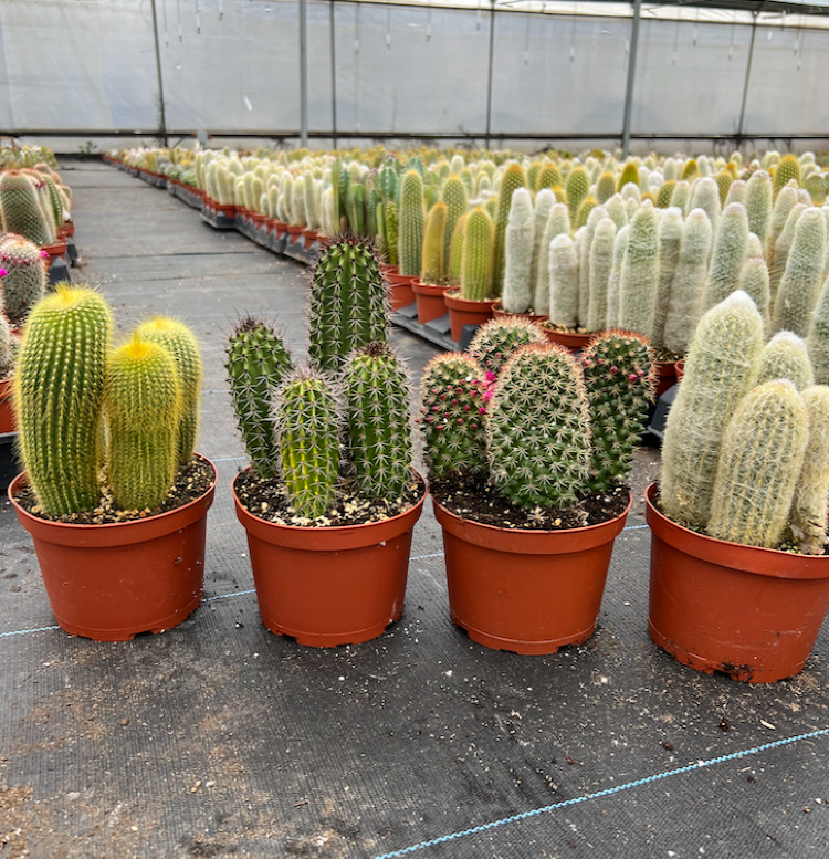 Assorted Cactus