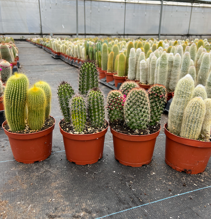 Assorted Cactus