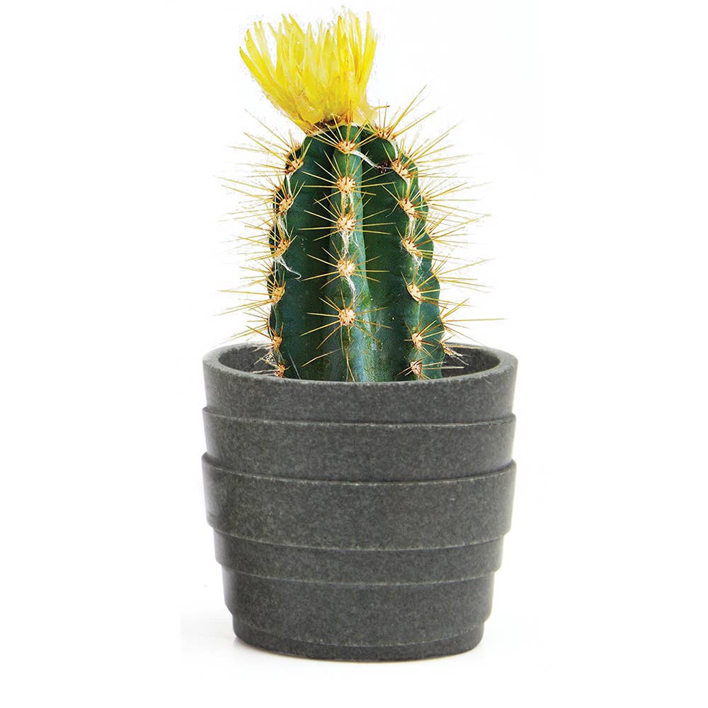 Stagma Planter For Succulents Indoor Planter 3 Inch