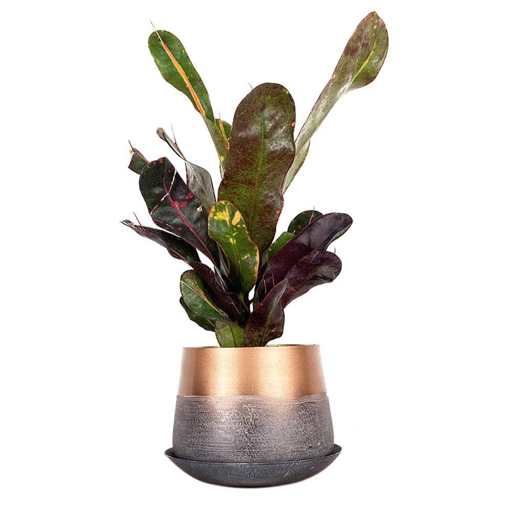 Joe Metal Flower Pots Plant Pot Decoration Bulk Kits