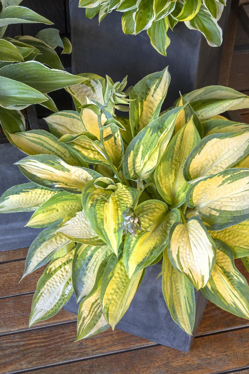 Great Expectations Hosta