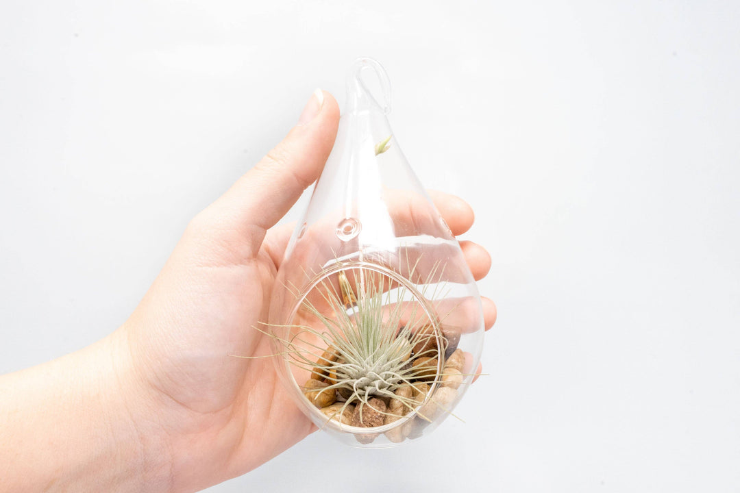 Airy Teardrop Terrarium with Stones and Air Plant