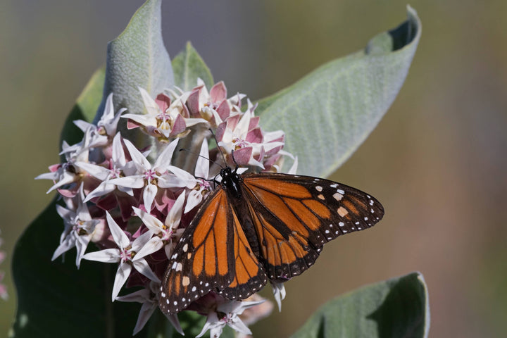 Help Save the Butterflies - Milkweed Mix Seed Packets