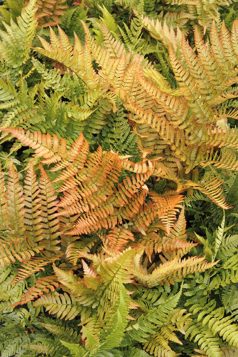 Brilliance Autumn Fern