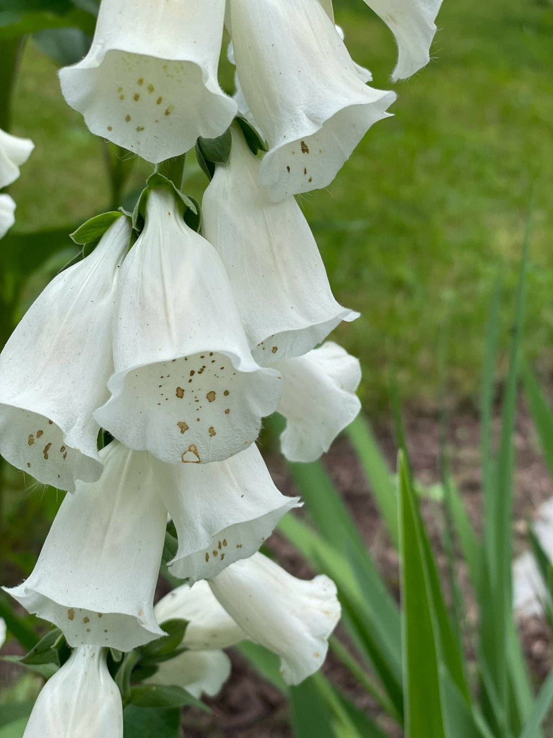 Foxglove Seed Packets