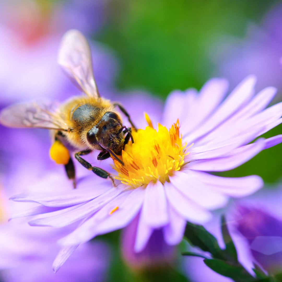 Bee Kind Help Pollinators Kraft Bee - Flower Mix Seed Packets