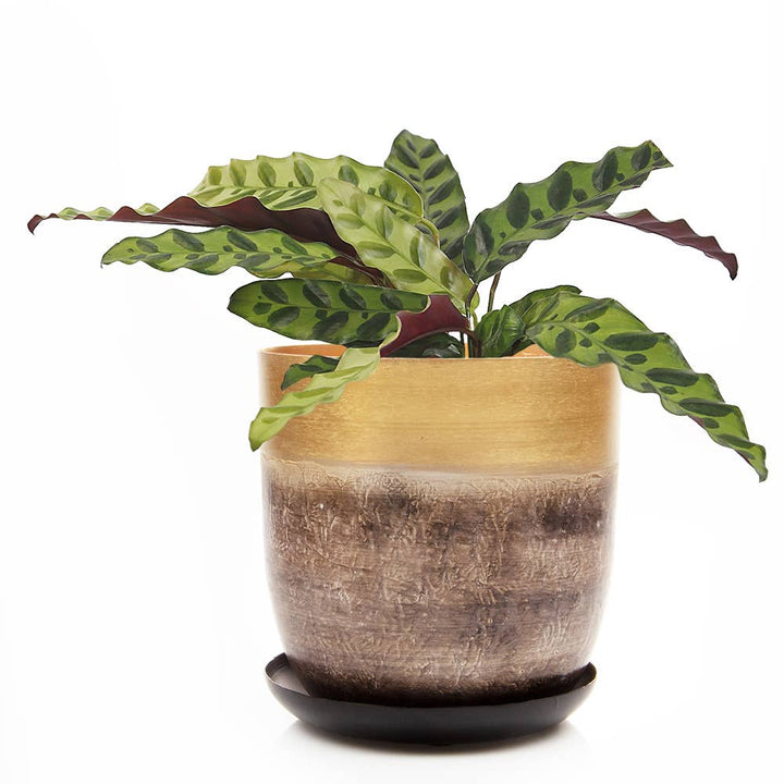 Joe Metal Flower Pots Plant Pot Decoration Bulk Kits