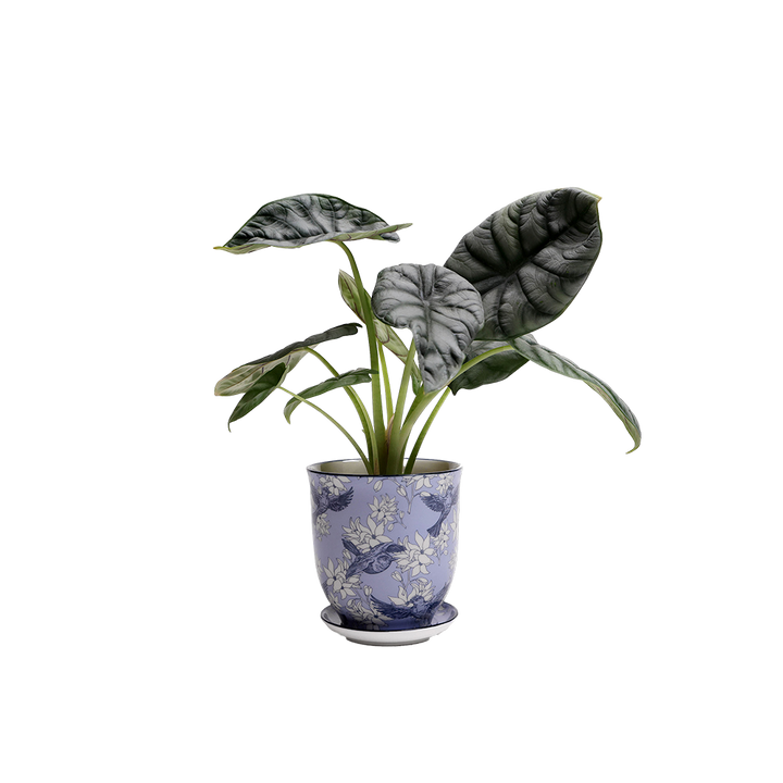 Liberte Plant Pot Decoration Orchid Pot For Potted Flowers