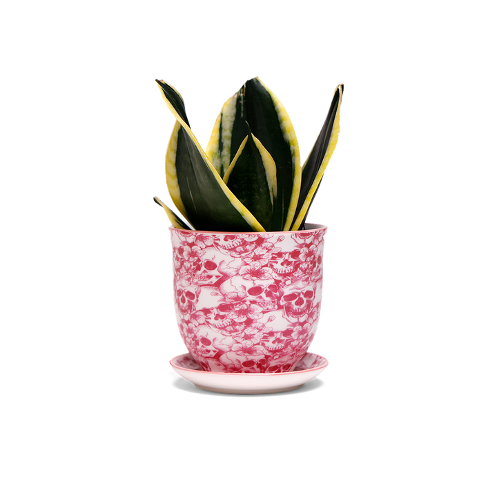 Liberte Ceramic Planter Modern 3 Inch Planter