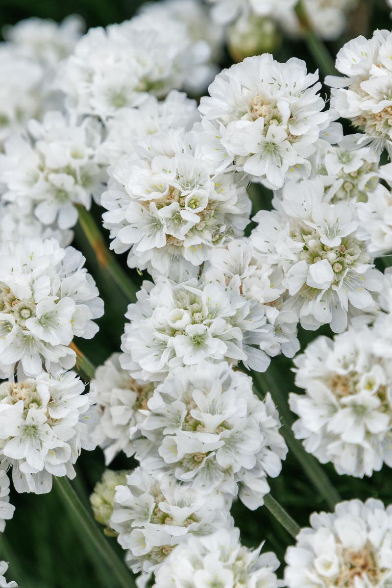 Cotton Tail Thrift Armeria