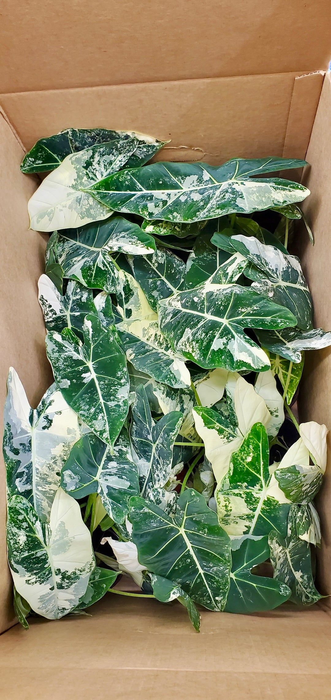 Alocasia Frydek