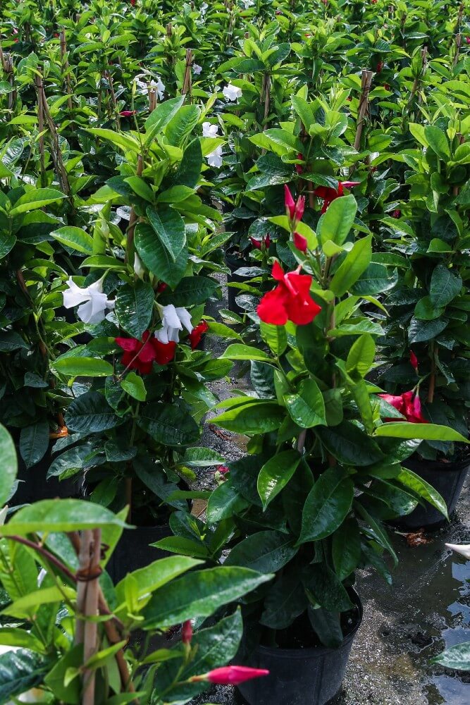 MANDEVILLA MIXED RED & WHITE
