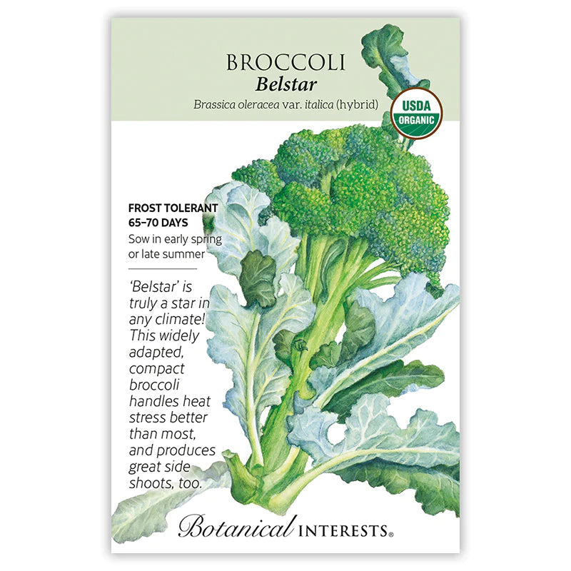 Broccoli Belstar Hybrid Org