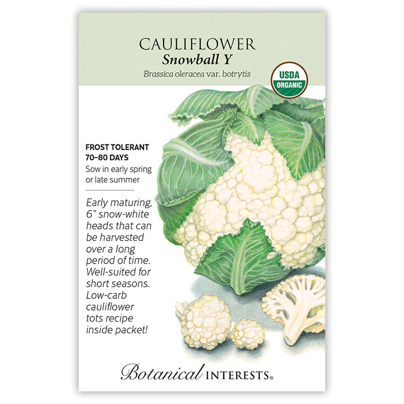 Cauliflower Snowball Y Org