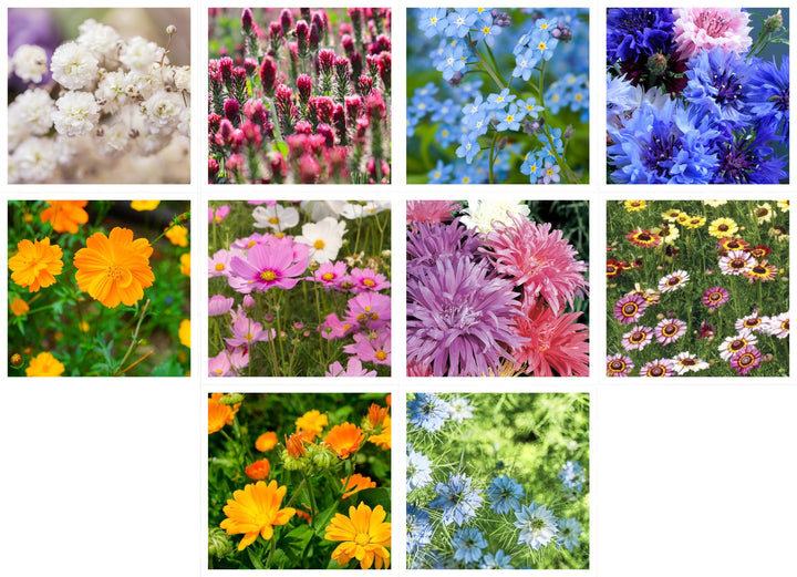 Wildflower, Cut Flower Wildflower Mix Seed Packets