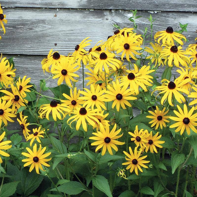 Black-Eyed Susan Seed Packets