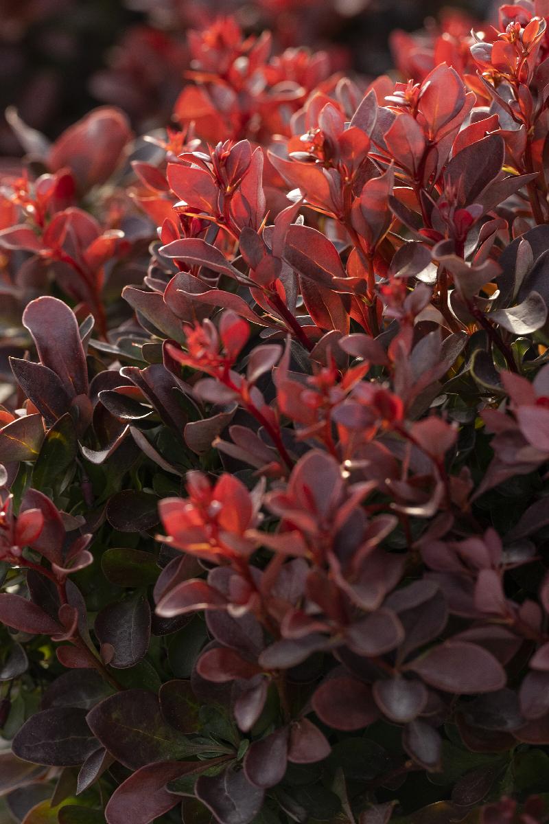 Pygmy Ruby™ Barberry