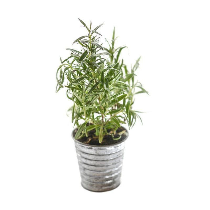 Rosemary-500 BC