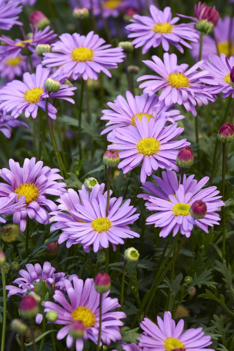 Fresco™ Purple River Daisy