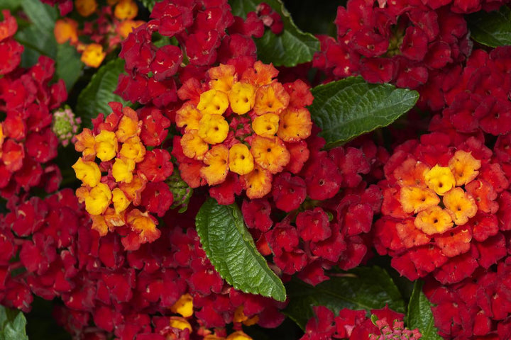 Lantana AP