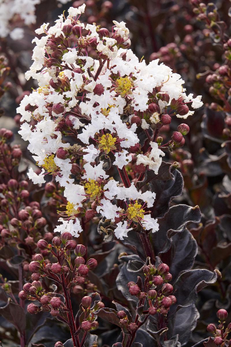 Summerlasting Raspberry Summerlasting™ Crape Myrtle | Little Red Nursery, LLC