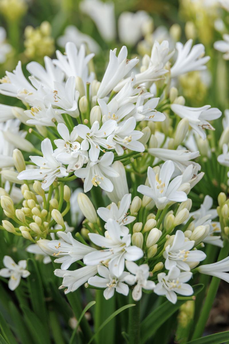 Bridal Veil® Agapanthus