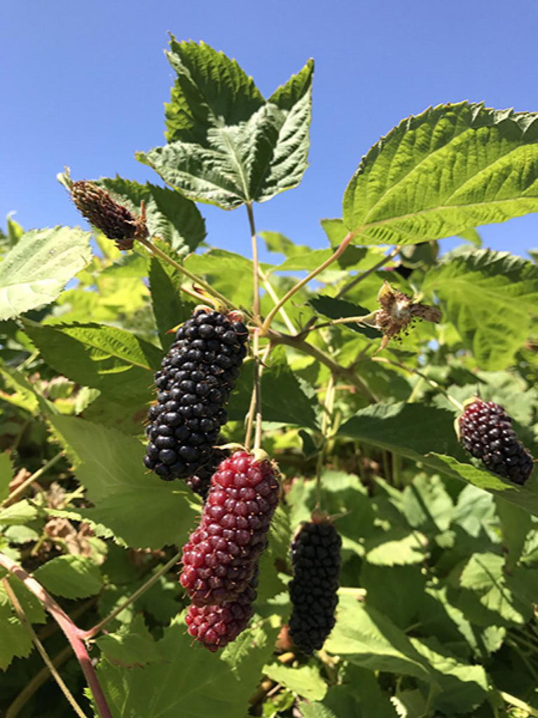 Columbia Giant Thornless Blackberry | Little Red Nursery, LLC