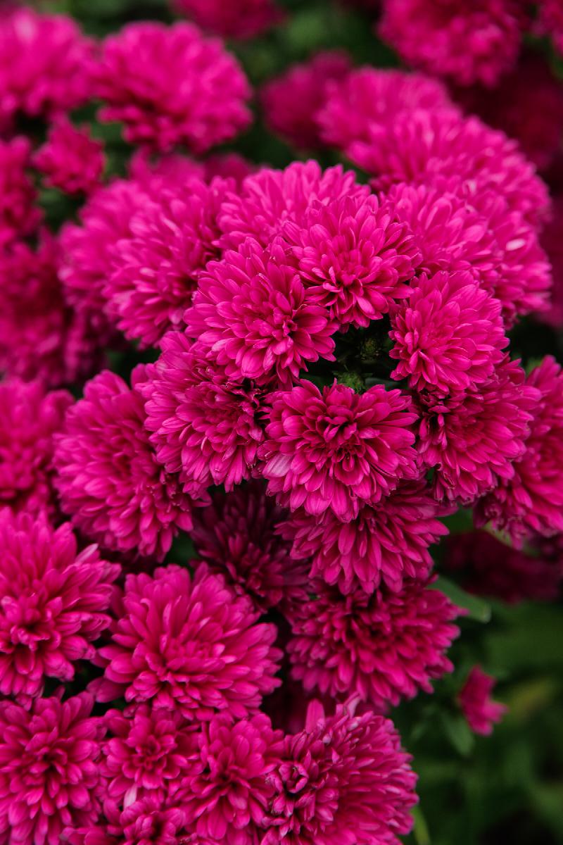 Showmakers® Magenta Aster
