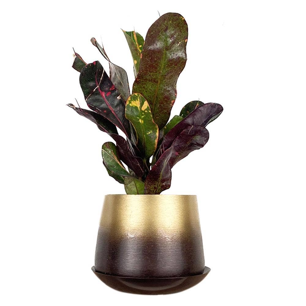 Joe Metal Flower Pots Plant Pot Decoration Bulk Kits