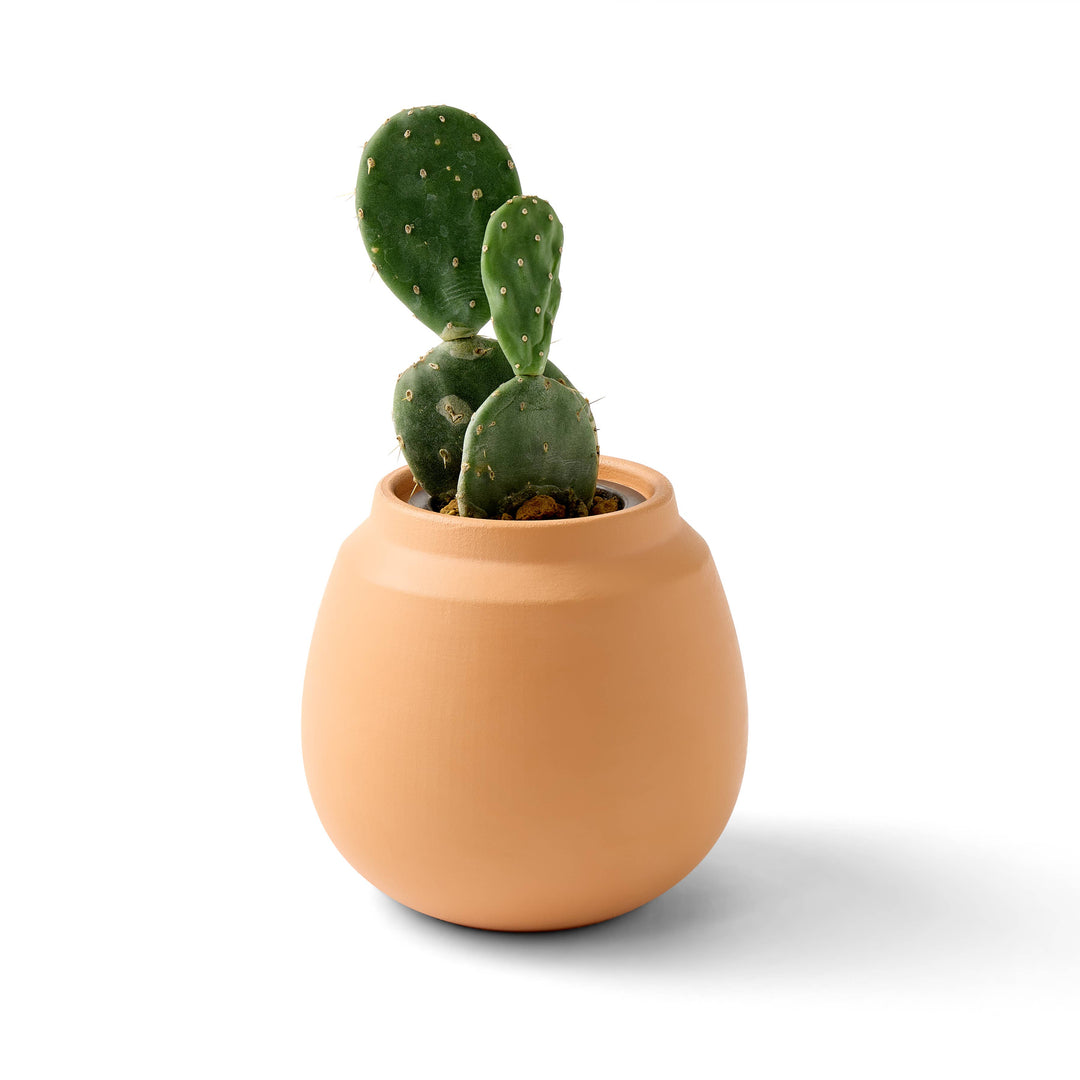 Terracotta Grow Kits