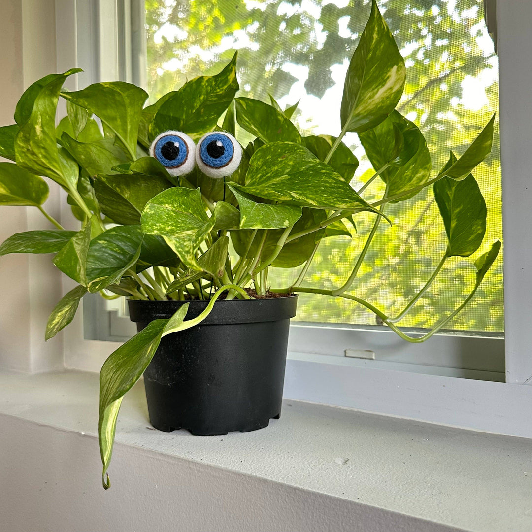 Felted Wool Plant Eyeballs