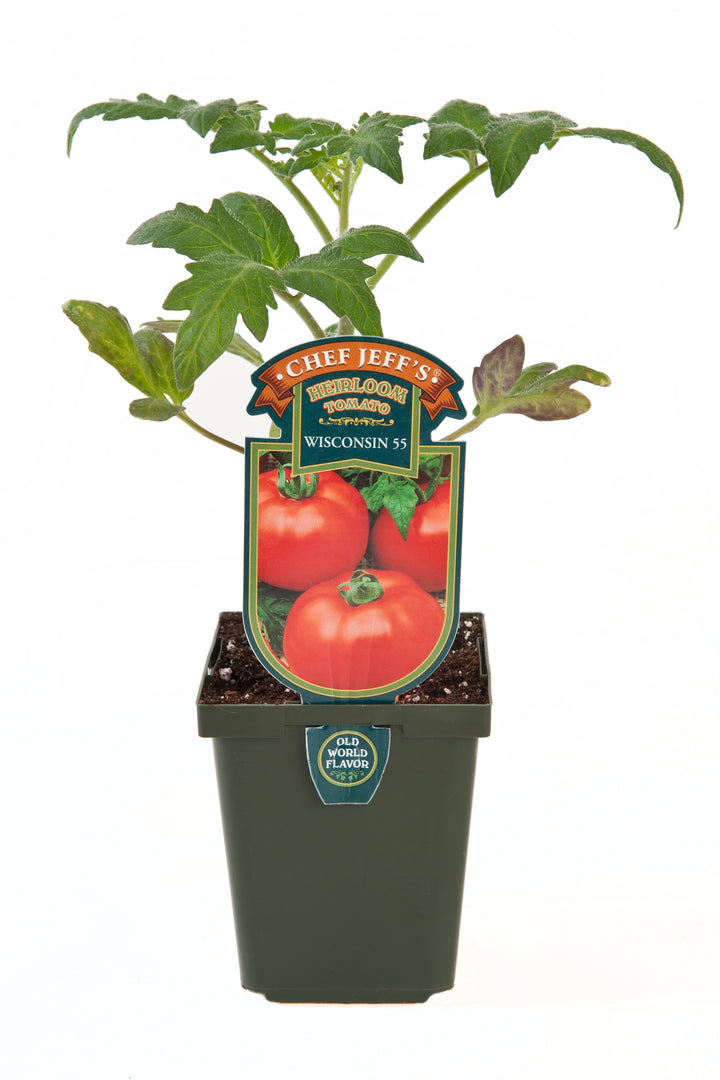 4" Chef Jeff's MORTGAGE LIFTER TOMATO