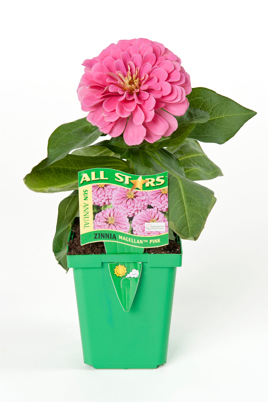 4" Fancy Annual - All Stars Begonia Bossa Nova/ BiG Series